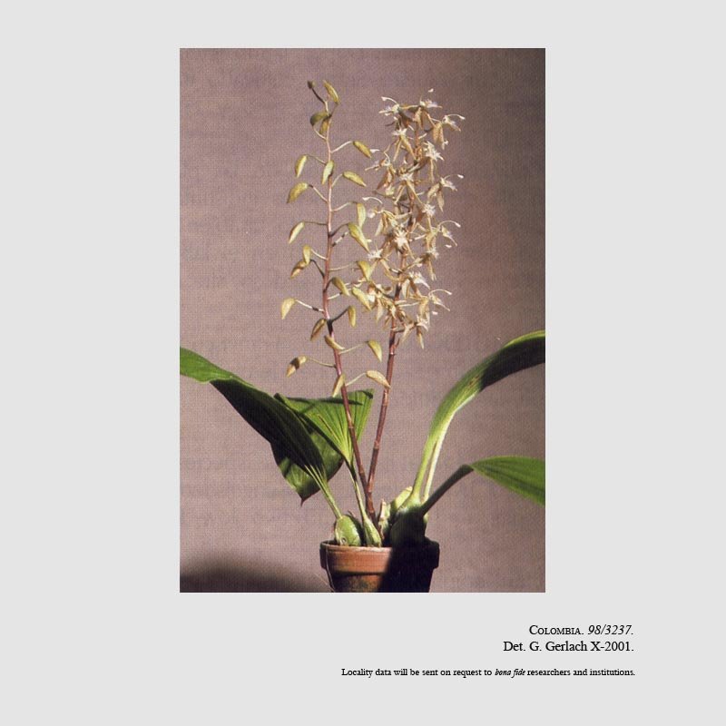 Polycycnis escobariana